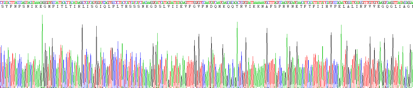 Recombinant Phospholipase C Zeta 1 (PLCz1)