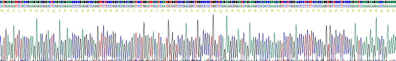 Recombinant Sialic Acid Binding Ig Like Lectin 10 (SIGLEC10)