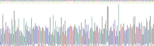 Recombinant Tumor Necrosis Factor Ligand Superfamily, Member 12 (TNFSF12)