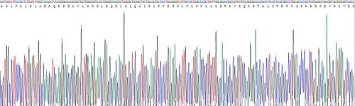 Recombinant Dimethylarginine Dimethylaminohydrolase 2 (DDAH2)