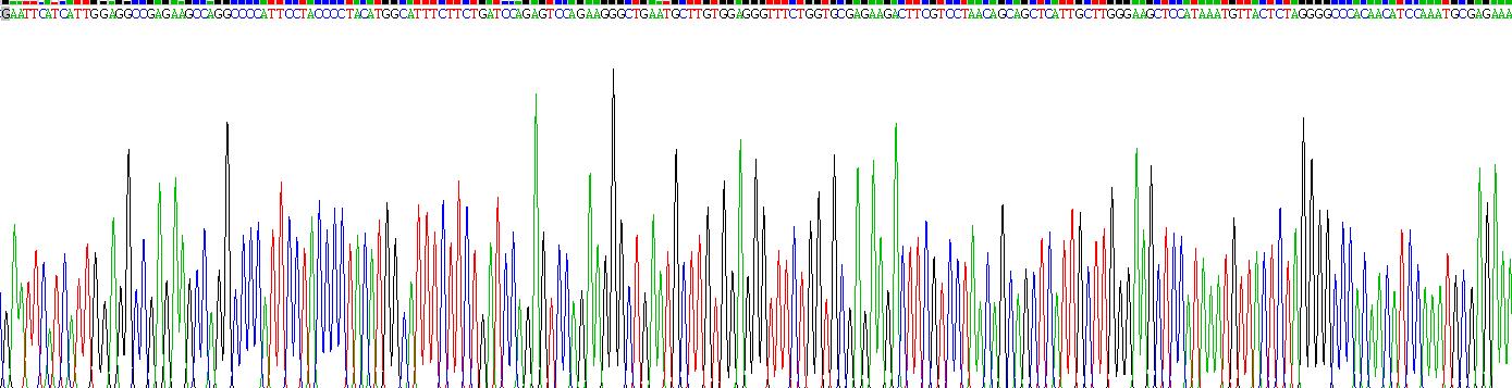 Recombinant Cathepsin G (CTSG)