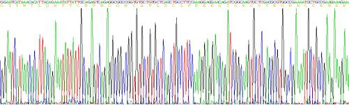 Recombinant Defensin Beta 103A (DEFb103A)