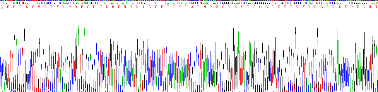 Recombinant Procollagen Lysine-1,2-Oxoglutarate-5-Dioxygenase 1 (PLOD1)