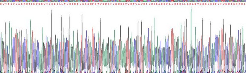 Recombinant Spleen Tyrosine Kinase (SYK)