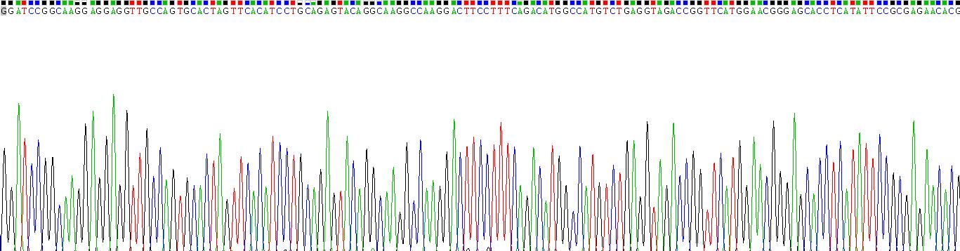 Recombinant Synaptic Ras GTPase Activating Protein 1 (SYNGAP1)