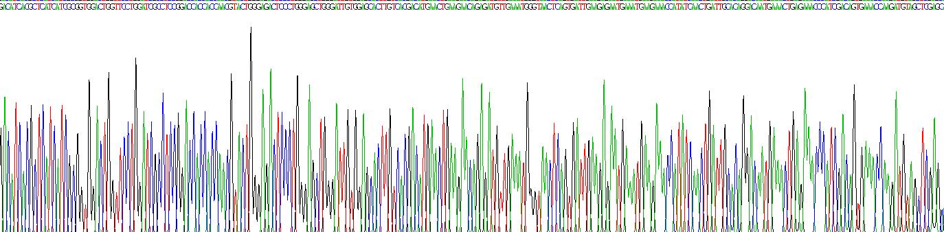 Recombinant Excitatory Amino Acid Transporter 1 (EAAT1)