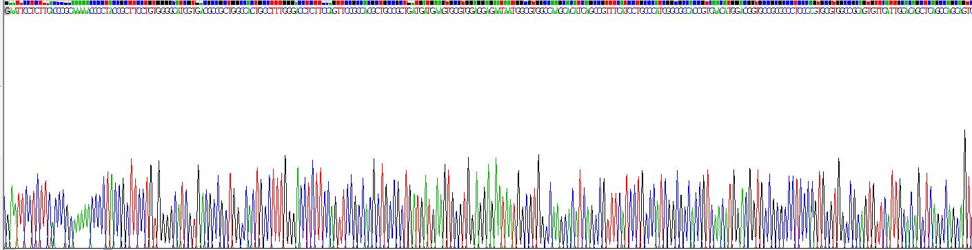 Recombinant Solute Carrier Family 1, Member 5 (SLC1A5)