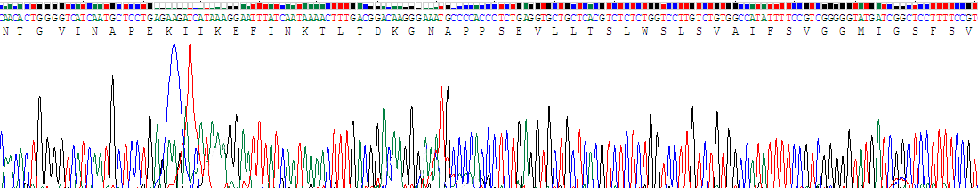 Recombinant Glucose Transporter 14 (GLUT14)