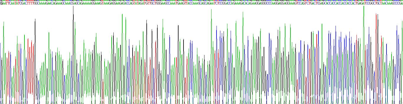 Recombinant Solute Carrier Family 16, Member 1 (SLC16A1)