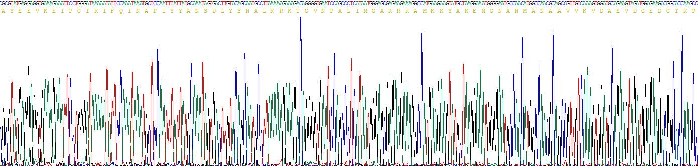 Recombinant Prestin (PRES)