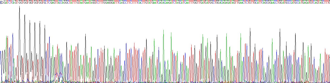 Recombinant Solute Carrier Family 39, Member 6 (SLC39A6)