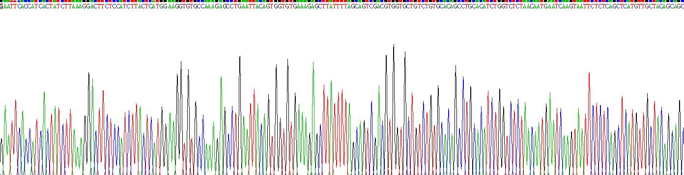 Recombinant Solute Carrier Family 30 Member 8 (SLC30A8)