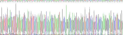 Recombinant Solute Carrier Family 30 Member 8 (SLC30A8)