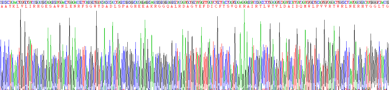 Recombinant Phosphoglycerate Mutase 1, Brain (PGAM1)