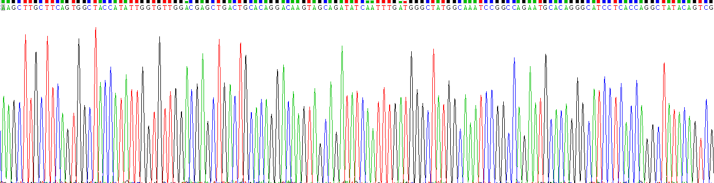 Recombinant N-Acylsphingosine Amidohydrolase 2 (ASAH2)