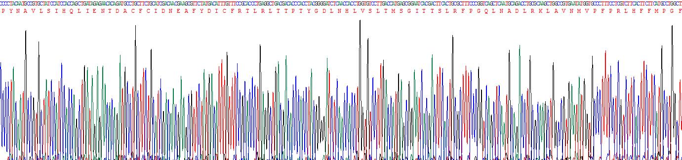 Recombinant Tubulin Beta 1 (TUBb1)