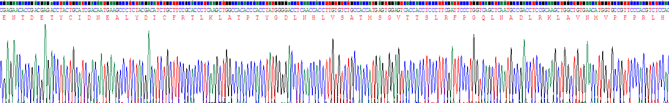 Recombinant Tubulin Beta 6 (TUBb6)