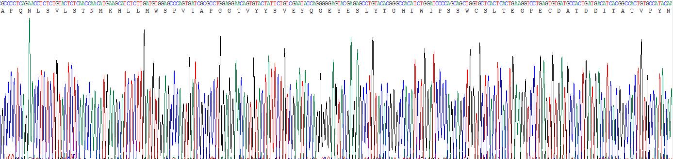 Recombinant Interleukin 20 Receptor Beta (IL20Rb)