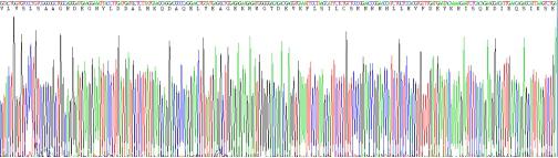 Recombinant Annexin A4 (ANXA4)