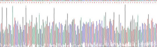 Recombinant Annexin A1 (ANXA1)