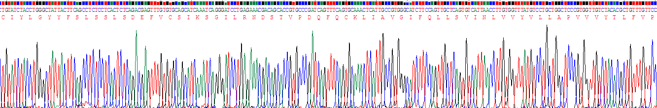 Recombinant Pannexin 1 (PANX1)