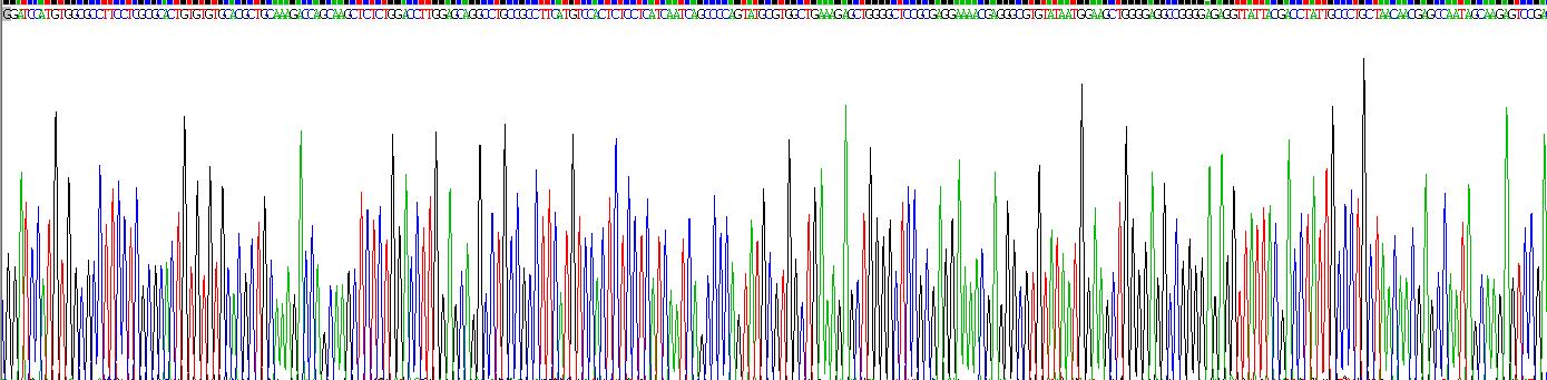 Recombinant Aldehyde Dehydrogenase 7 Family, Member A1 (ALDH7A1)