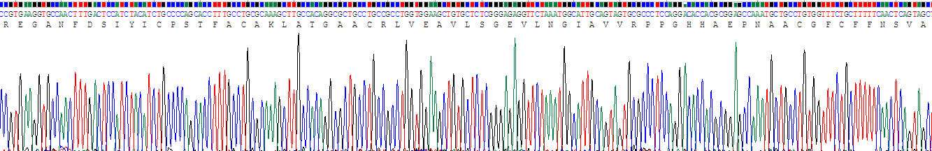 Recombinant Histone Deacetylase 6 (HDAC6)