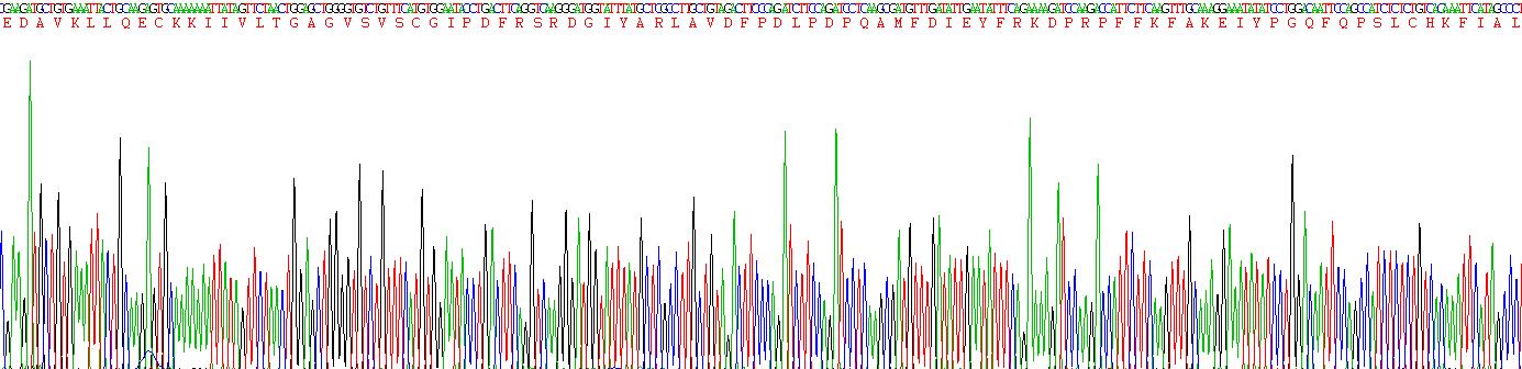 Recombinant Sirtuin 1 (SIRT1)