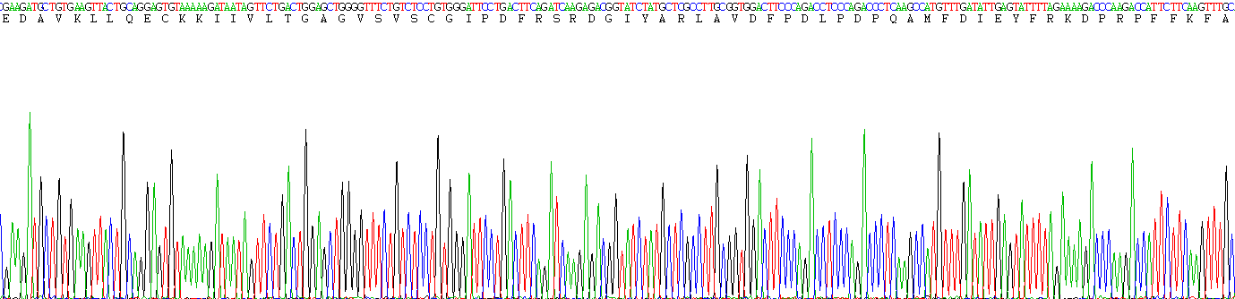 Recombinant Sirtuin 1 (SIRT1)