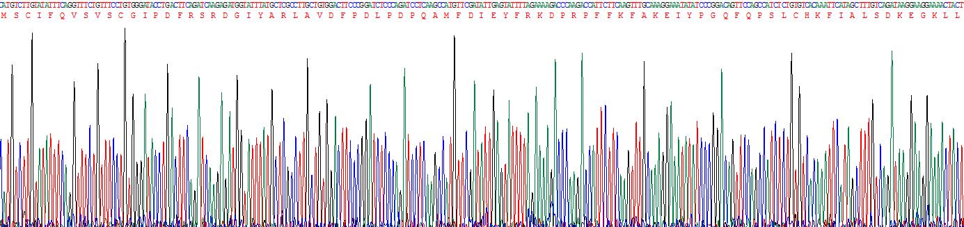 Recombinant Sirtuin 1 (SIRT1)