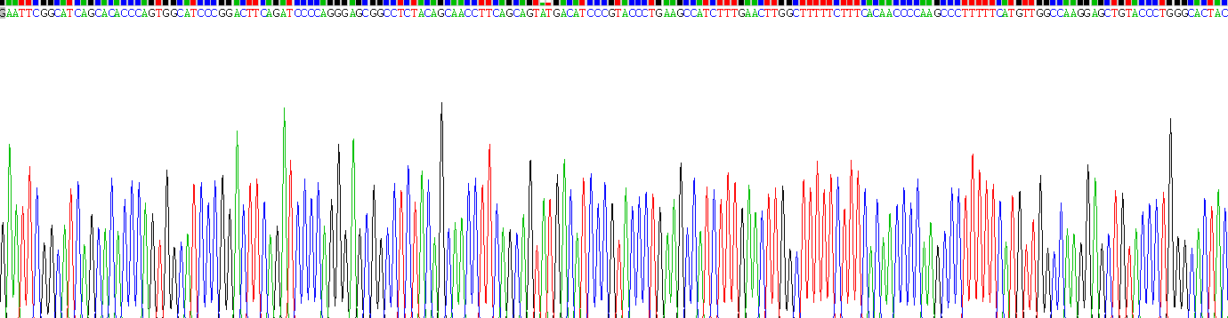 Recombinant Sirtuin 3 (SIRT3)