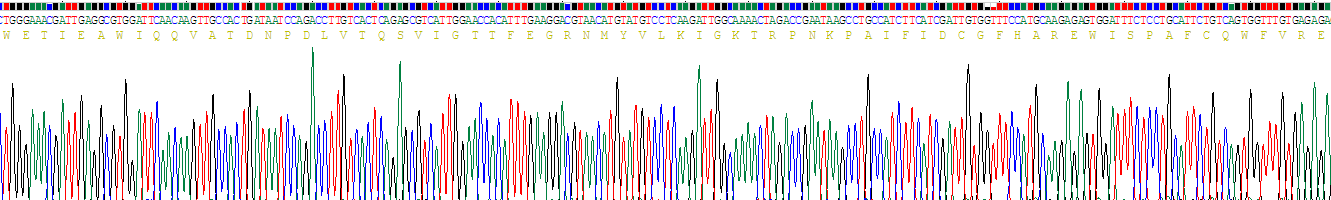 Recombinant Carboxypeptidase B1, Tissue (CPB1)