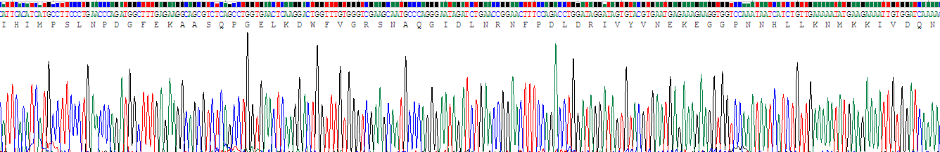 Recombinant Carboxypeptidase E (CPE)