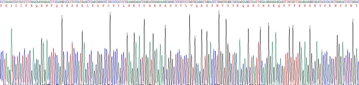 Recombinant Crystallin Beta B2 (CRYbB2)