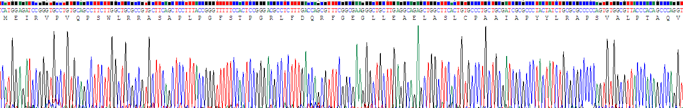 Recombinant Heat Shock Protein Beta 6 (HSPb6)