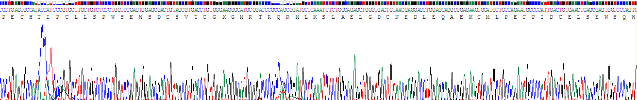 Recombinant Spondin 1 (SPON1)