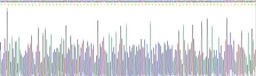 Recombinant Lamin B1 (LMNB1)