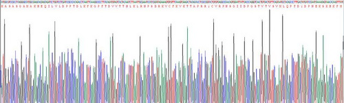 Recombinant Vesicle Associated Membrane Protein Associated Protein A (VAPA)