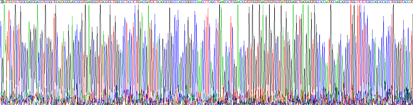 Recombinant Peptidyl Arginine Deiminase Type II (PADI2)