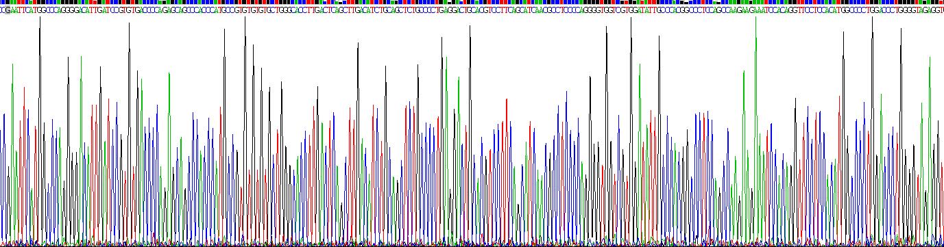 Recombinant Peptidyl Arginine Deiminase Type IV (PADI4)