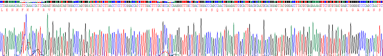 Recombinant Phosphoglucomutase 5 (PGM5)