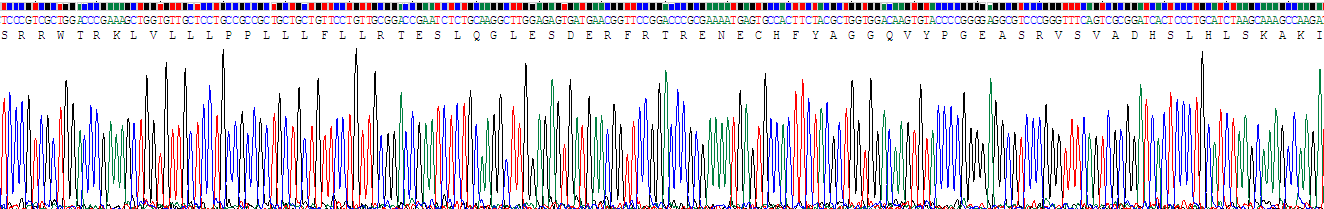 Recombinant Peroxiredoxin 4 (PRDX4)