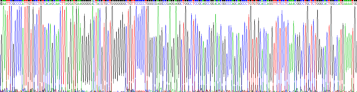 Recombinant Taste Receptor Type 1 Member 3 (TAS1R3)