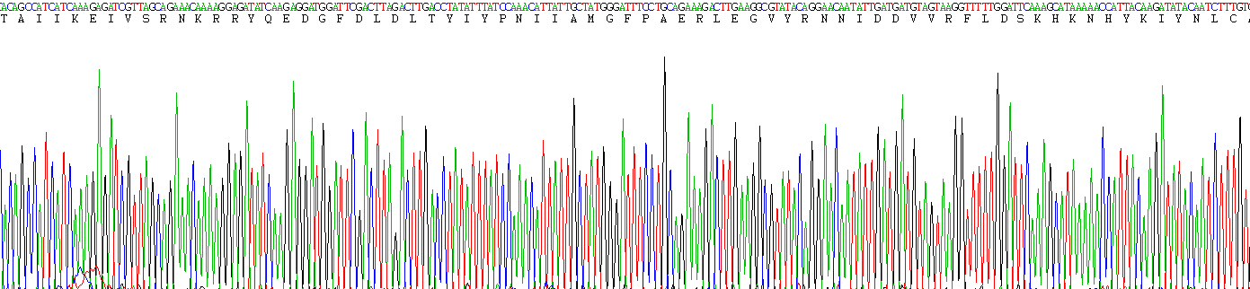 Recombinant Phosphatase And Tensin Homolog (PTEN)