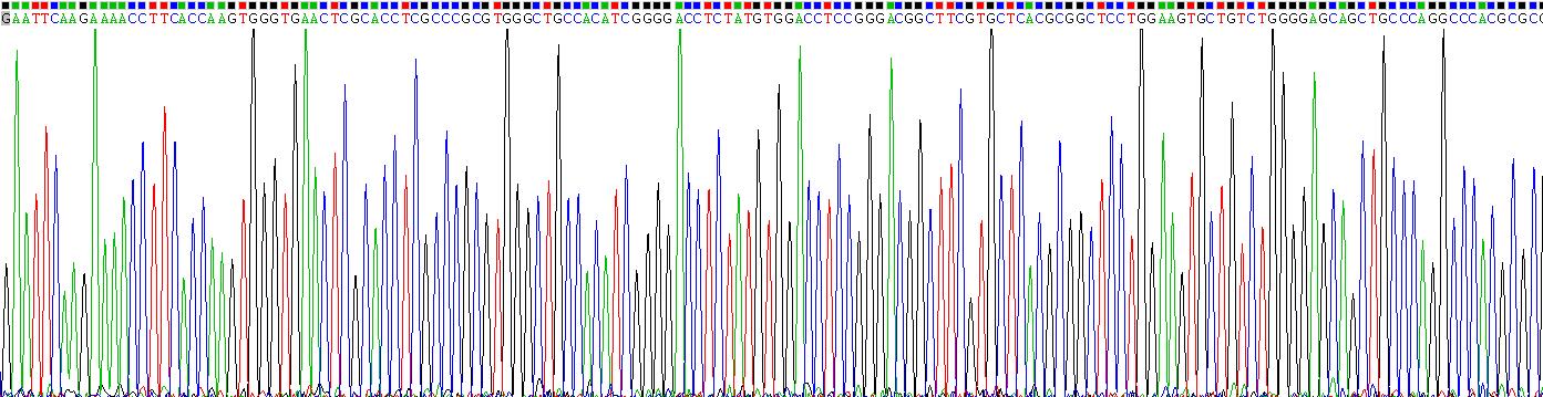 Recombinant Spectrin Beta, Non Erythrocytic 4 (SPTbN4)