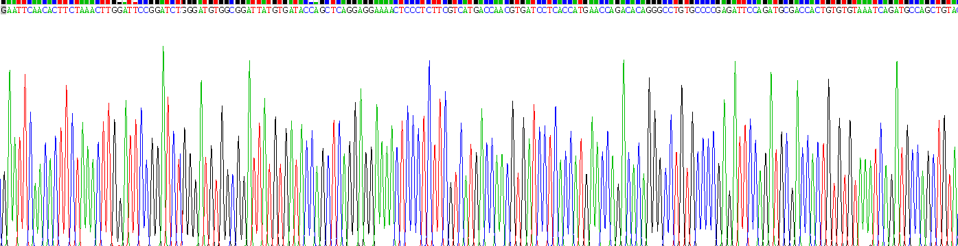 Recombinant Purinergic Receptor P2X, Ligand Gated Ion Channel 4 (P2RX4)