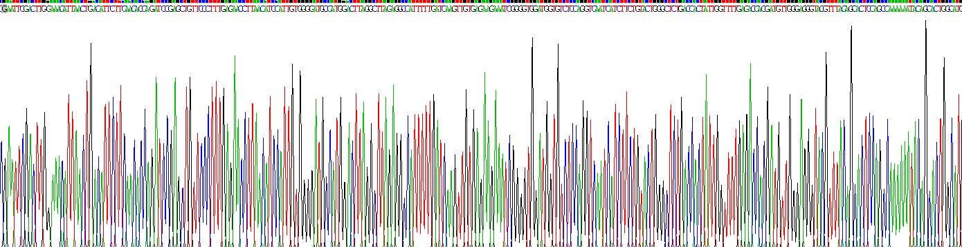 Recombinant N-Acetyltransferase 1 (NAT1)