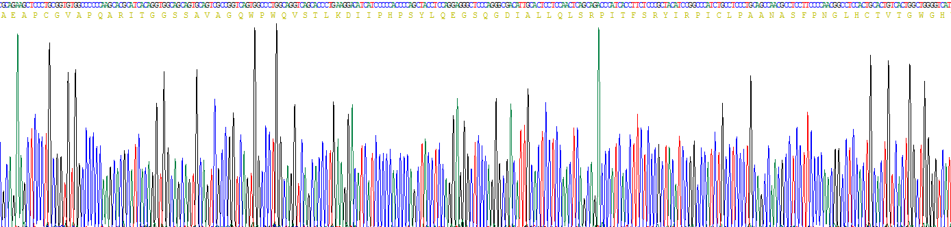 Recombinant Channel Activating Protease 1 (CAP1)