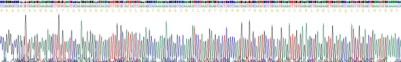 Recombinant Cerebral Dopamine Neurotrophic Factor (CDNF)