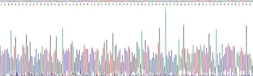 Recombinant Histidine Decarboxylase (HDC)